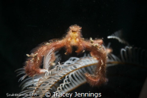 Although orang-utan crabs are normally found on bubble co... by Tracey Jennings 
